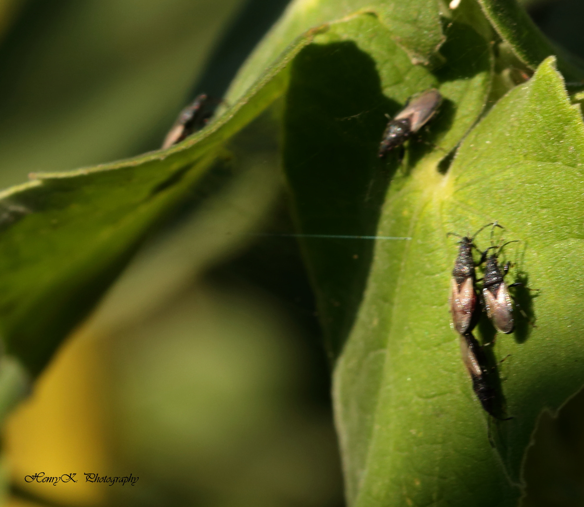 Canon 105mm sample photo. Generation of breeders photography