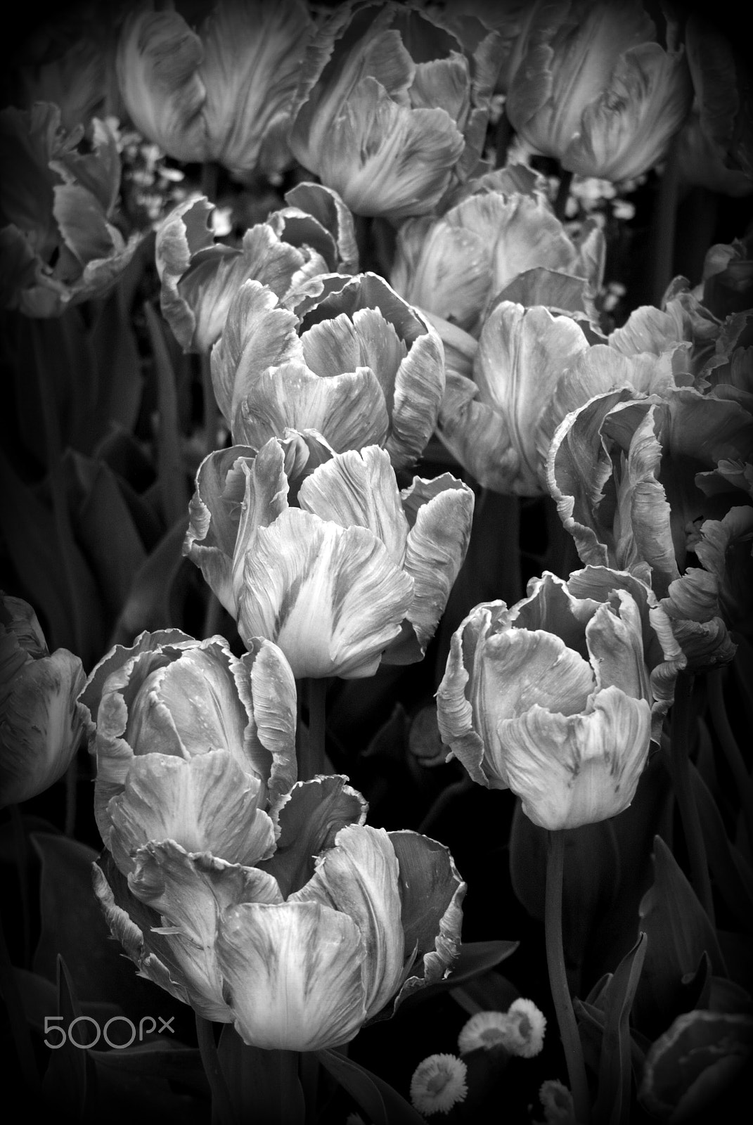 Sigma 28-90mm F3.5-5.6 Macro sample photo. Monochrome tulips photography