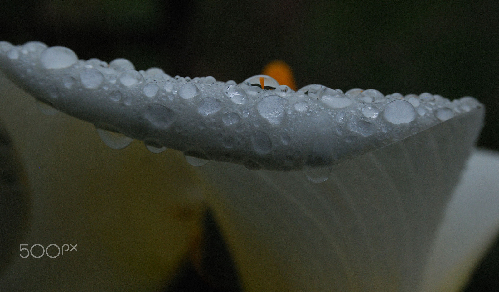 Nikon D80 + Sigma 18-50mm F2.8 EX DC Macro sample photo. Calla rain photography