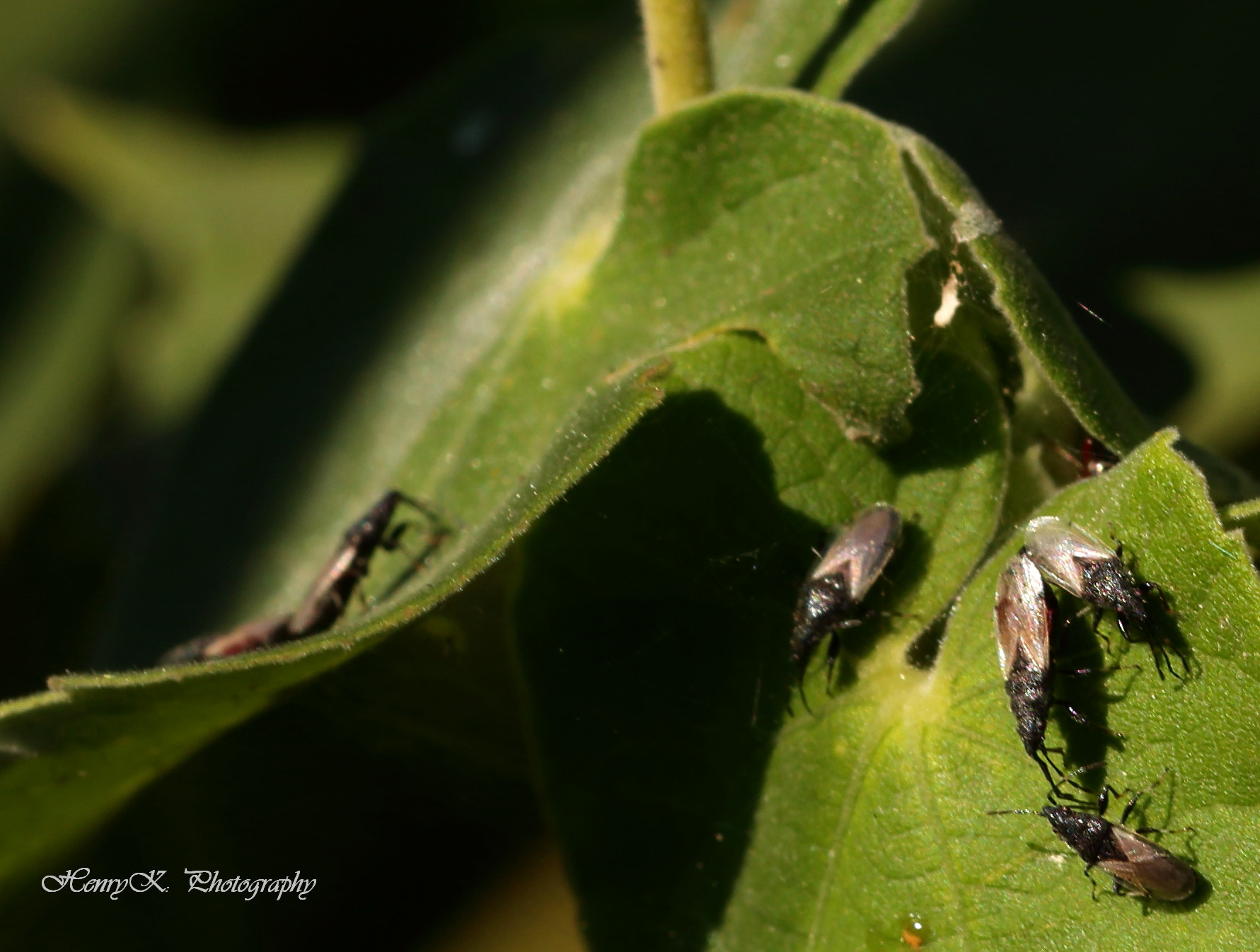 Canon 105mm sample photo. Generation of breeders ii photography