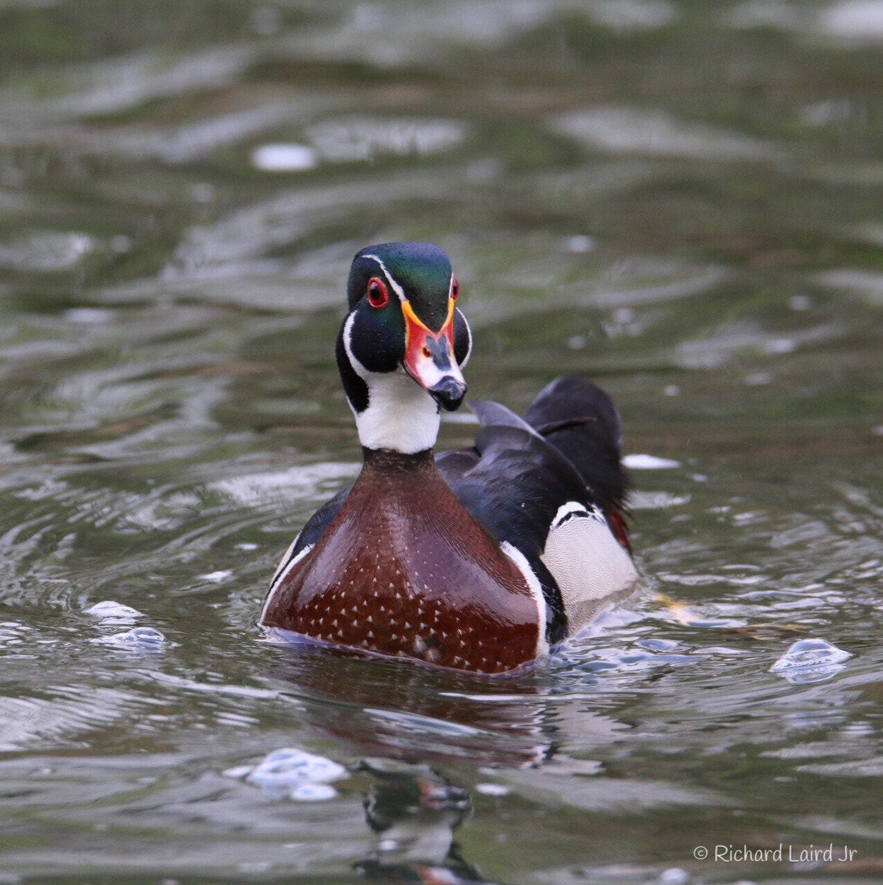 Canon 150-600mm F5-6.3 DG OS HSM | Sports 014 sample photo. Wood duck drake-brandywine river-wilmington de photography