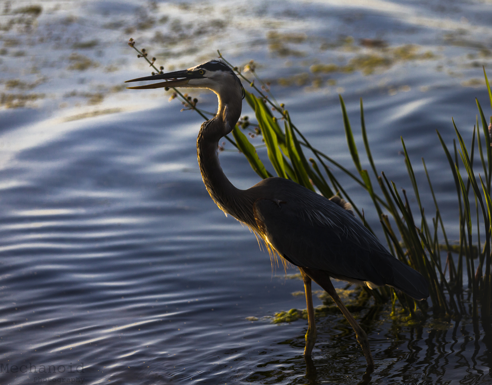 Canon EOS-1D C sample photo. Bird standing in water photography