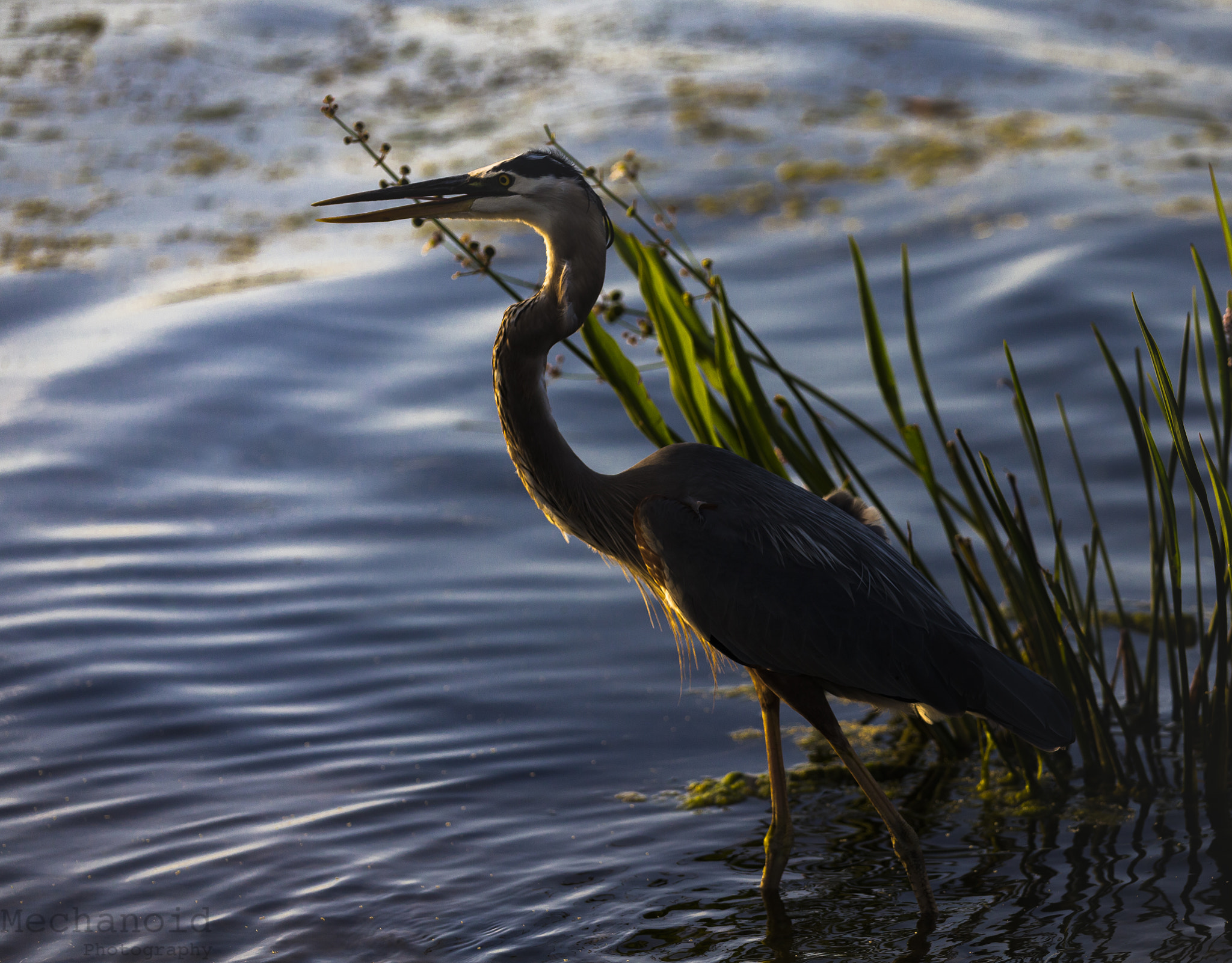 Canon EOS-1D C + Canon EF 70-200mm F2.8L IS II USM sample photo. Bird standing in water photography