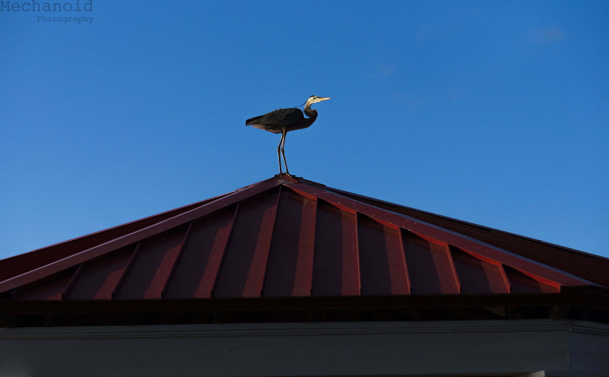 Canon EOS-1D C sample photo. Bird standing on roof photography