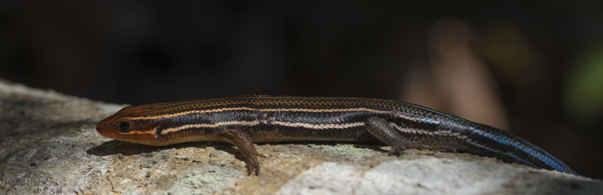 Canon EOS-1D C + Canon EF 100mm F2.8L Macro IS USM sample photo. Colorful lizard photography