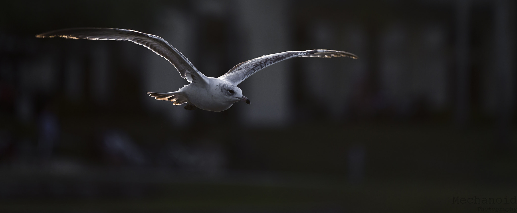 Canon EOS-1D C + Canon EF 70-200mm F2.8L IS II USM sample photo. Gull flying photography