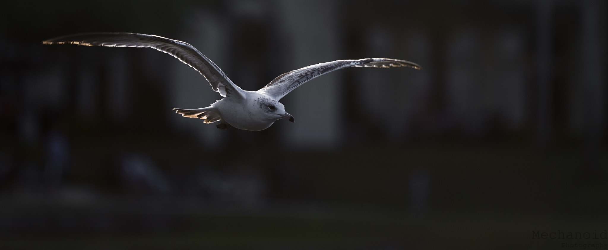 Canon EOS-1D C sample photo. Gull flying photography