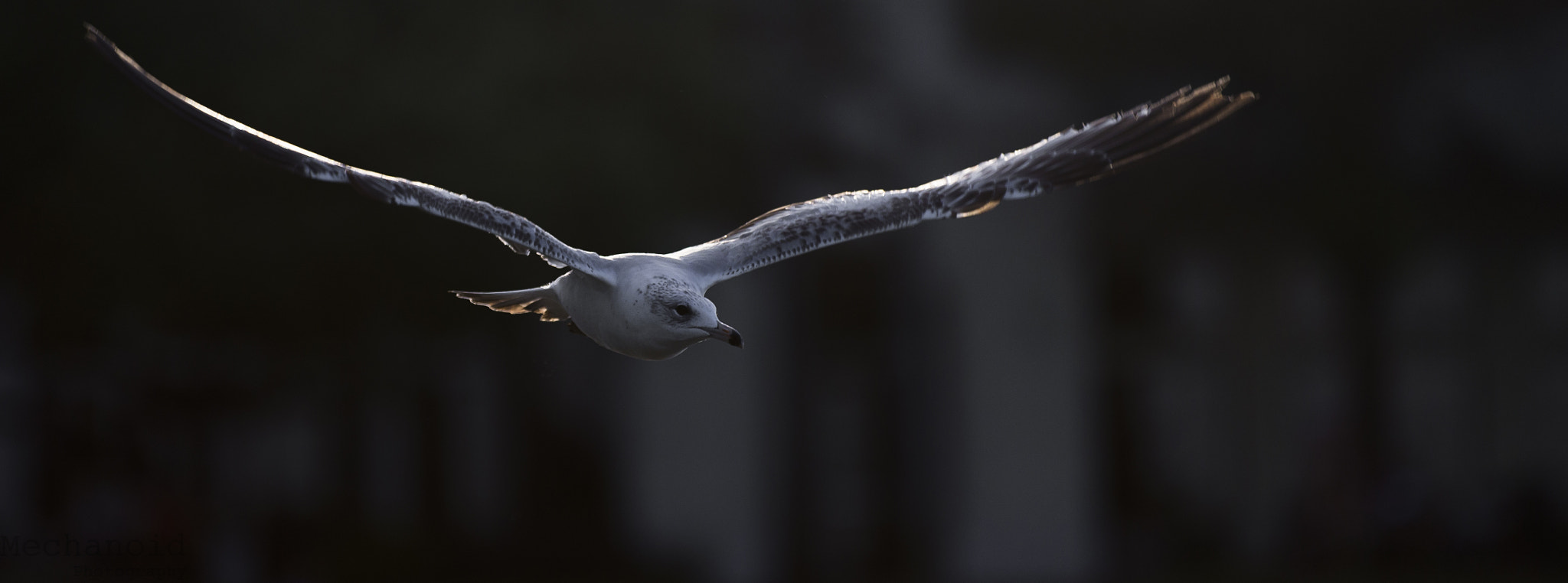 Canon EOS-1D C sample photo. Gull spreading wings photography