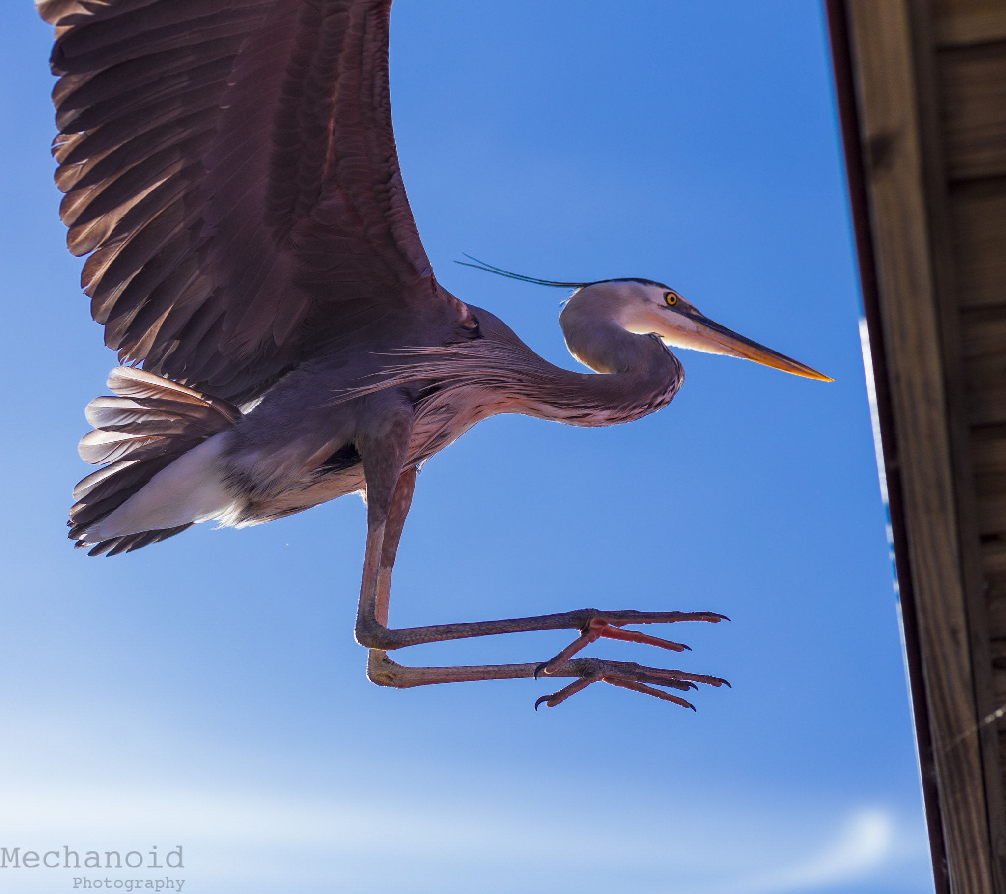 Canon EOS-1D C sample photo. Landing bird photography