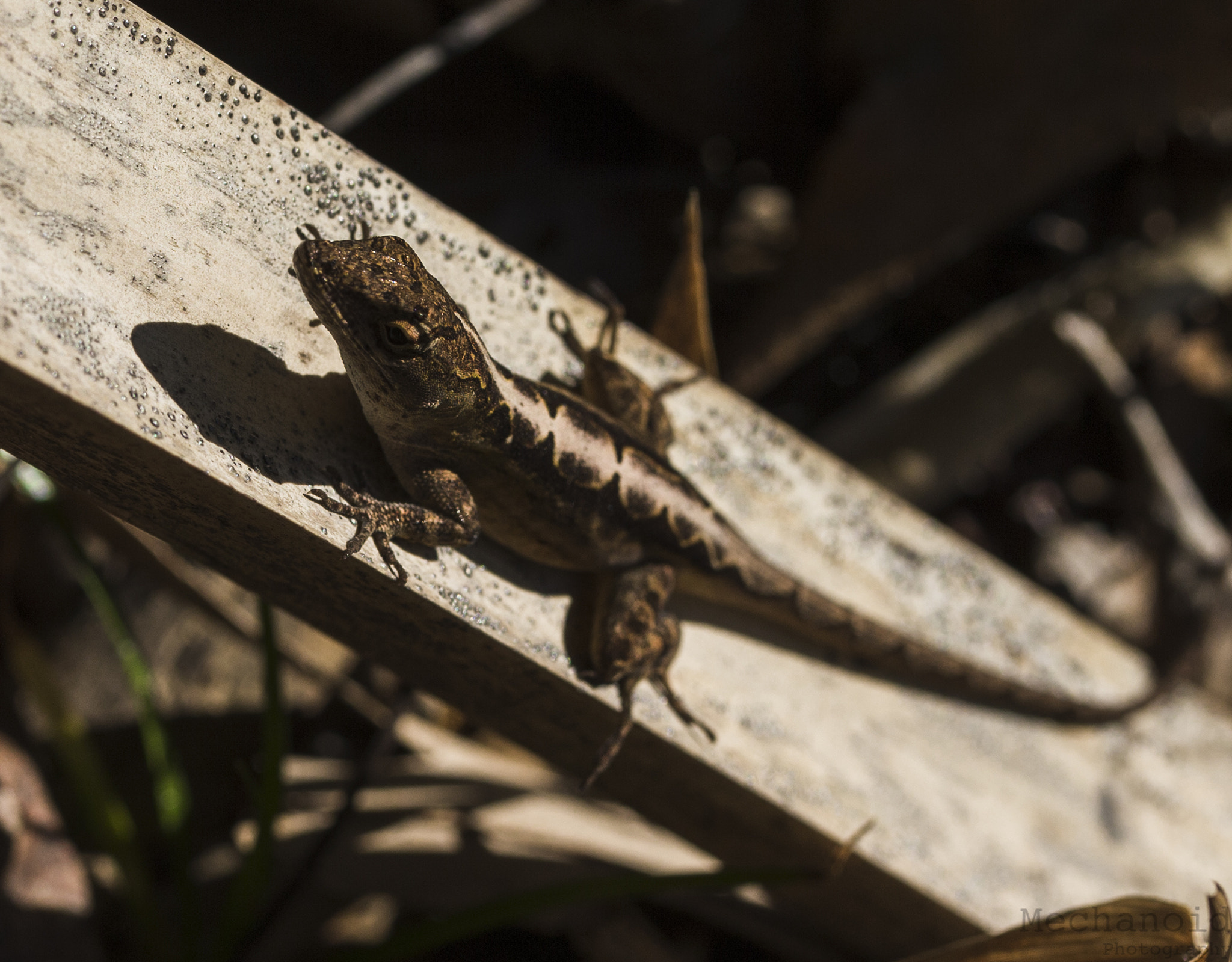 Canon EOS-1D C + Canon EF 100mm F2.8L Macro IS USM sample photo. Lizard on branch photography