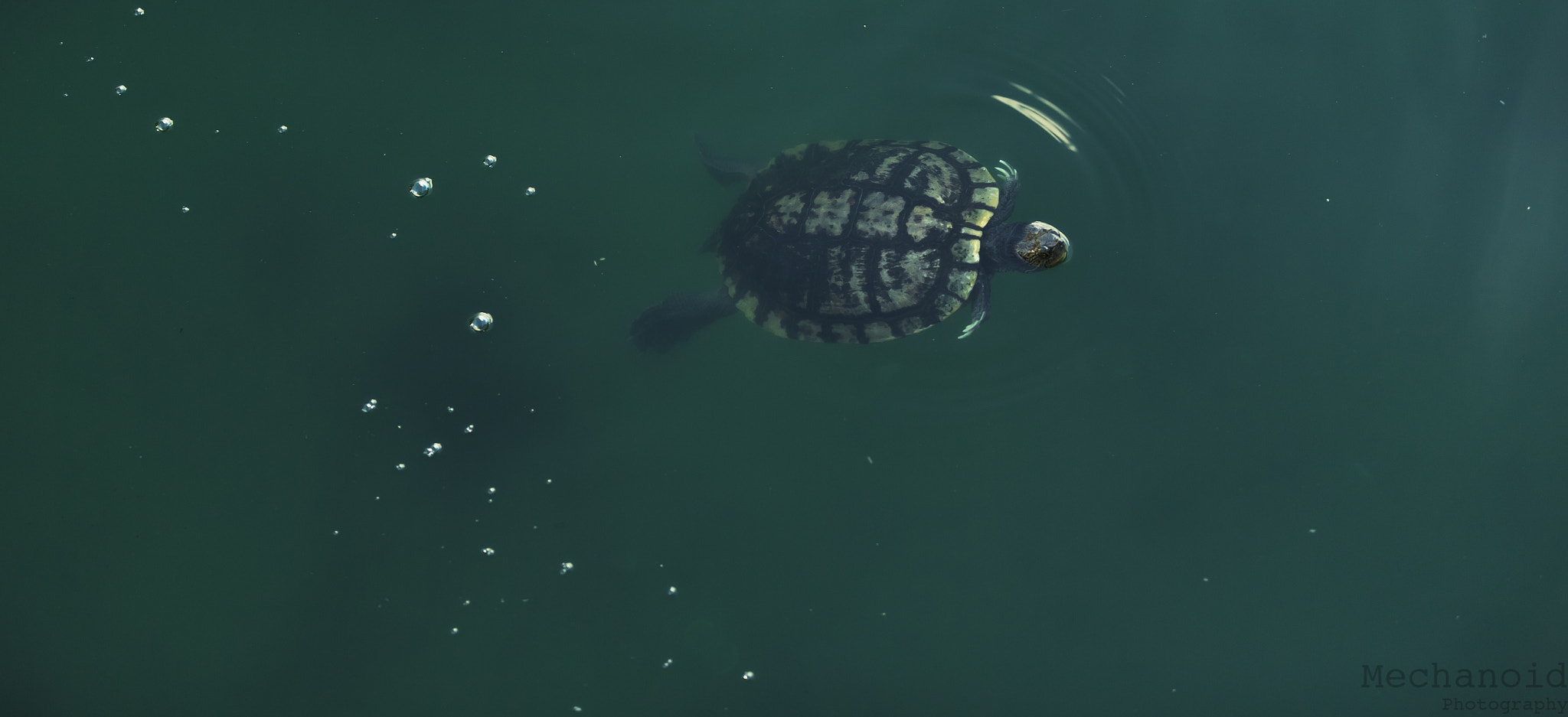 Canon EOS-1D C sample photo. Turtle photography