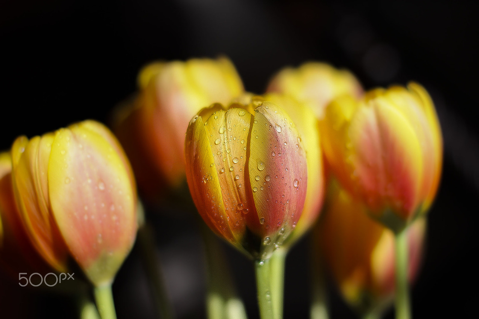 Canon EOS 600D (Rebel EOS T3i / EOS Kiss X5) + Canon EF 50mm F1.4 USM sample photo. Life isn't a tiptoe through the tulips photography