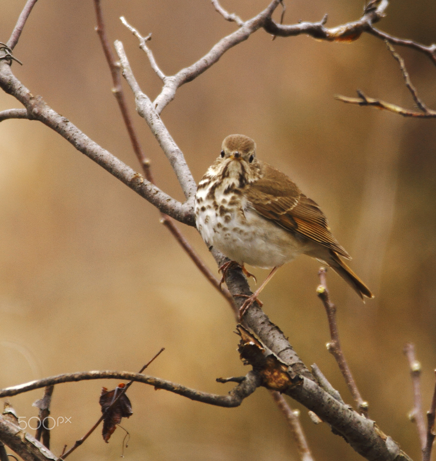 Sigma 150-600mm F5-6.3 DG OS HSM | C sample photo. Who you looking at photography