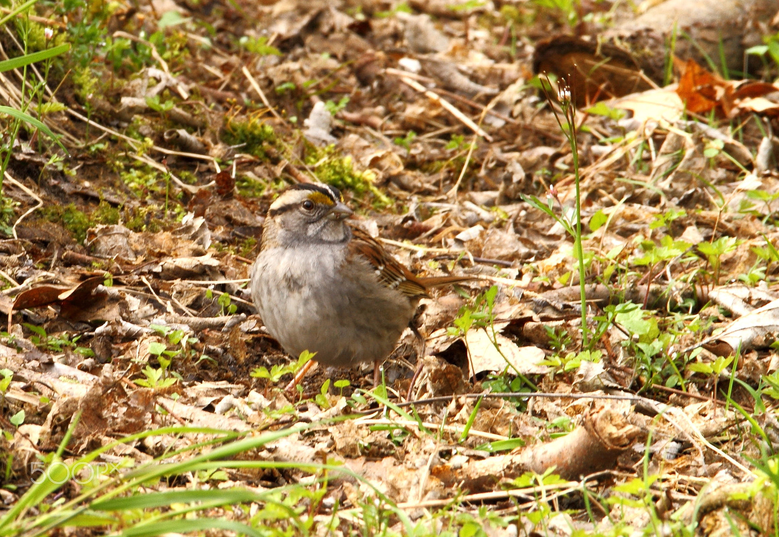 Sigma 150-600mm F5-6.3 DG OS HSM | C sample photo. Who is there photography