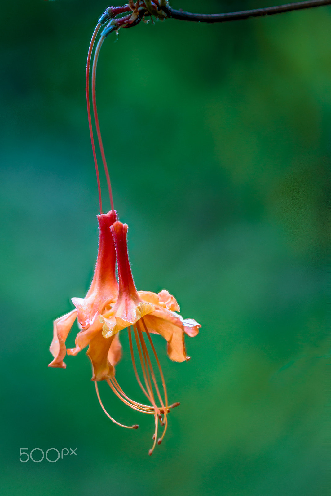 Canon EF 180mm F3.5L Macro USM sample photo. Zs retouched photography