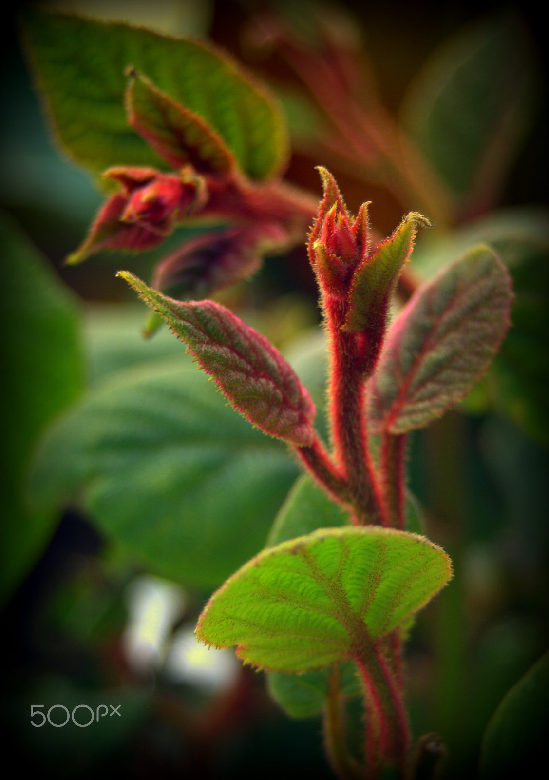 Sigma 28-90mm F3.5-5.6 Macro sample photo. Kiwi foliage photography