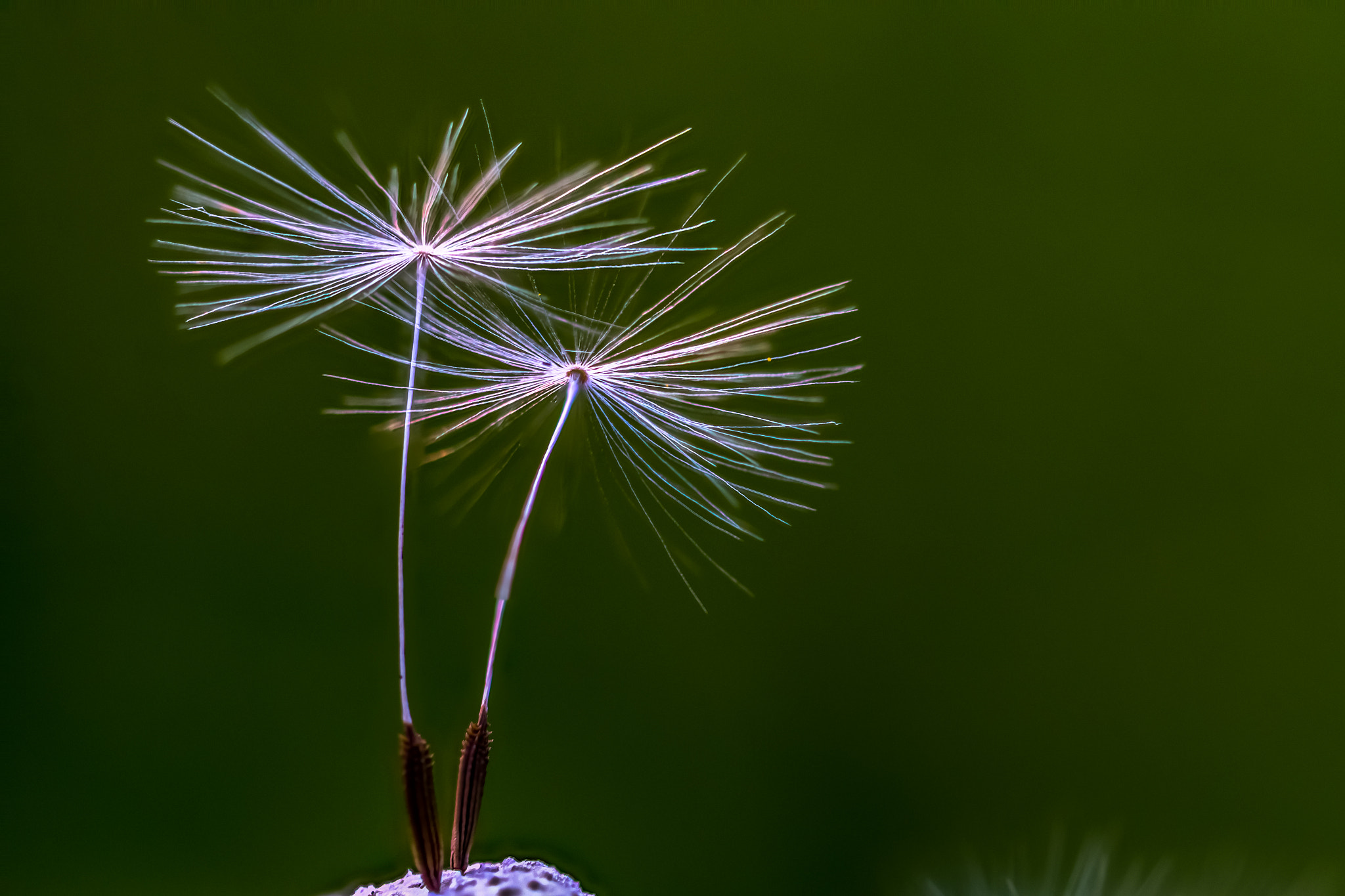 Canon EF 180mm F3.5L Macro USM sample photo. Zs retouched photography