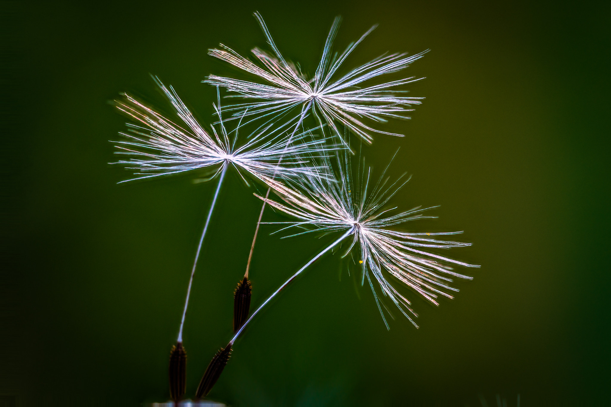 Canon EF 180mm F3.5L Macro USM sample photo. Zs retouched photography