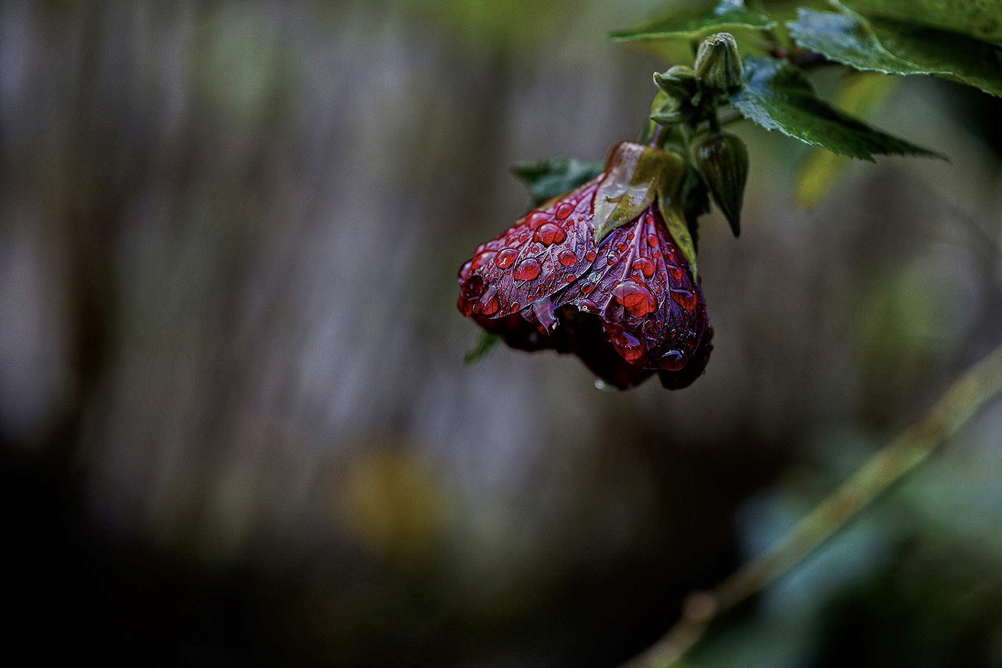 Sony Alpha a3000 + E 60mm F2.8 sample photo. Flower and drops photography