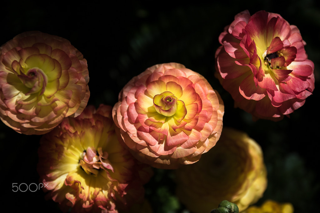 Sigma 17-70mm F2.8-4 DC Macro OS HSM | C sample photo. Longwood gardents, pennsylvania photography