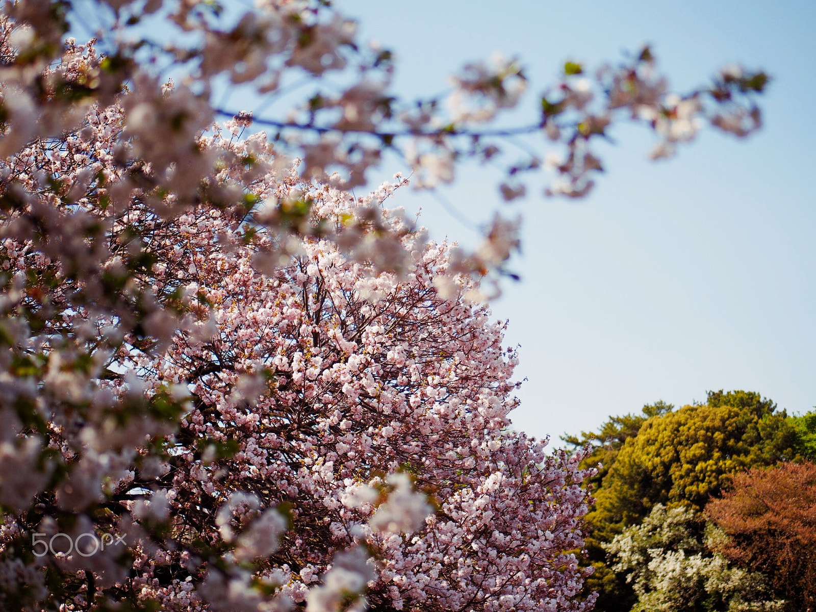 Olympus PEN E-PM2 sample photo. Sakura wave photography