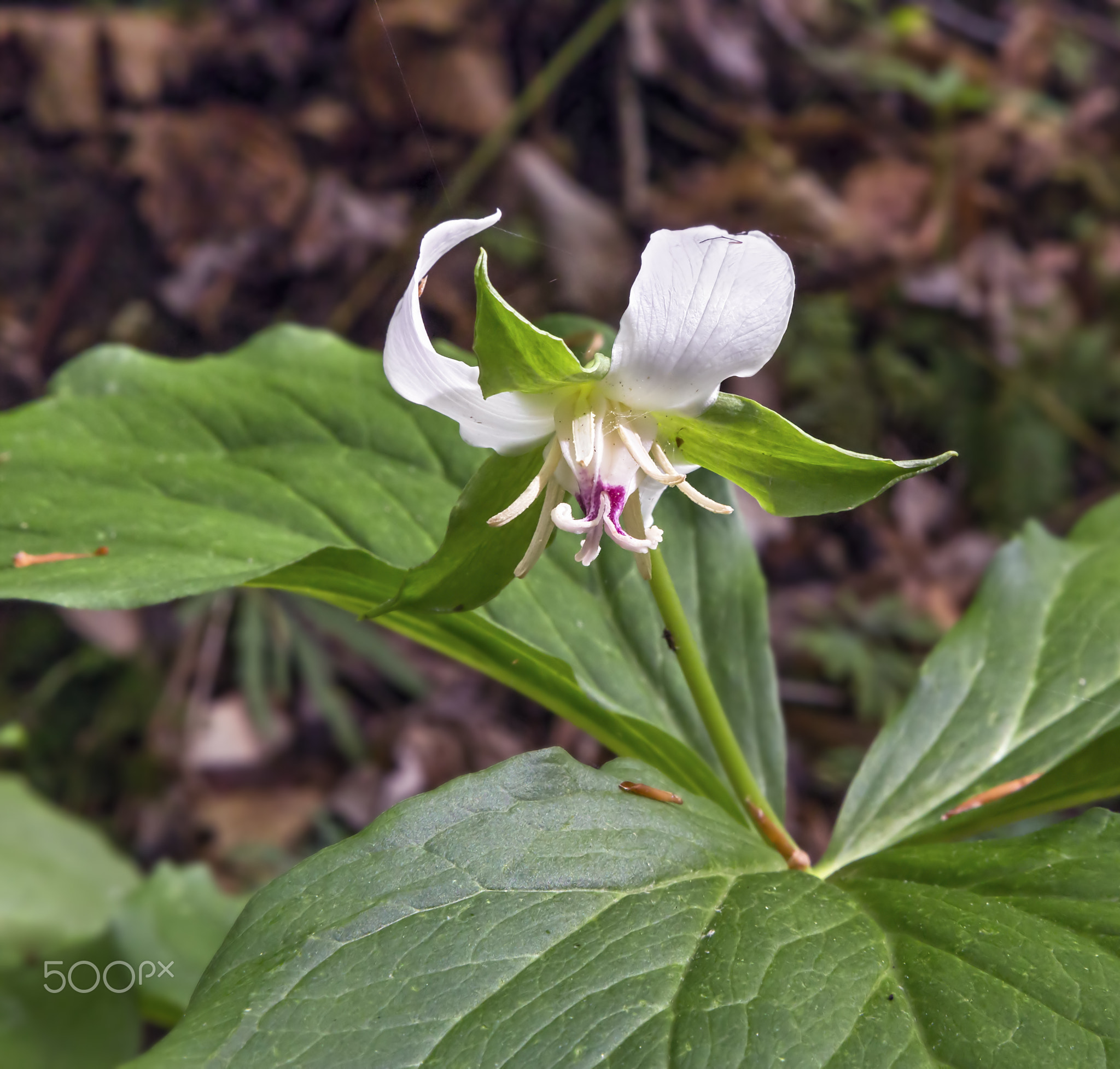 Trillium in the Woods