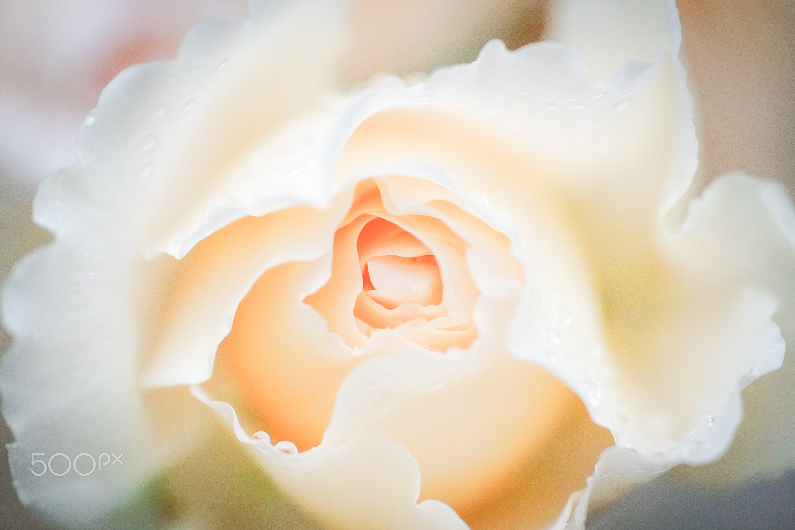 Sony a99 II + Tamron SP AF 90mm F2.8 Di Macro sample photo. Da rose photography