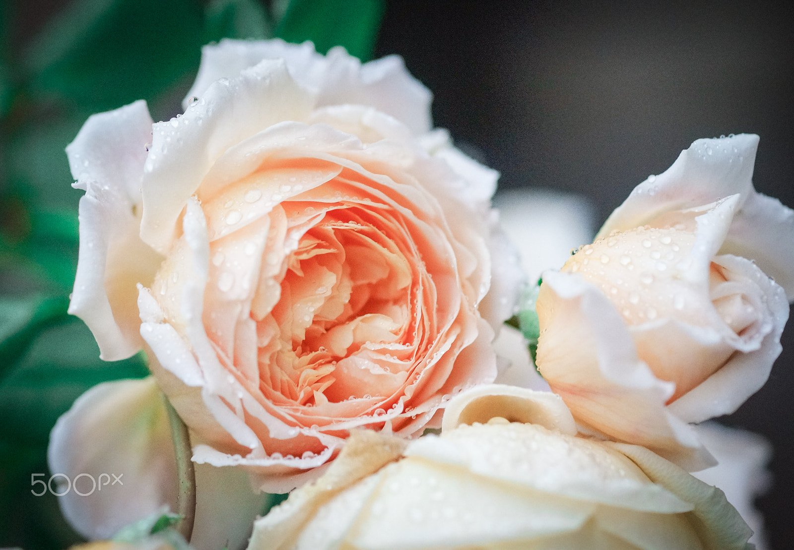 Sony a99 II + Tamron SP AF 90mm F2.8 Di Macro sample photo. David austin roses photography