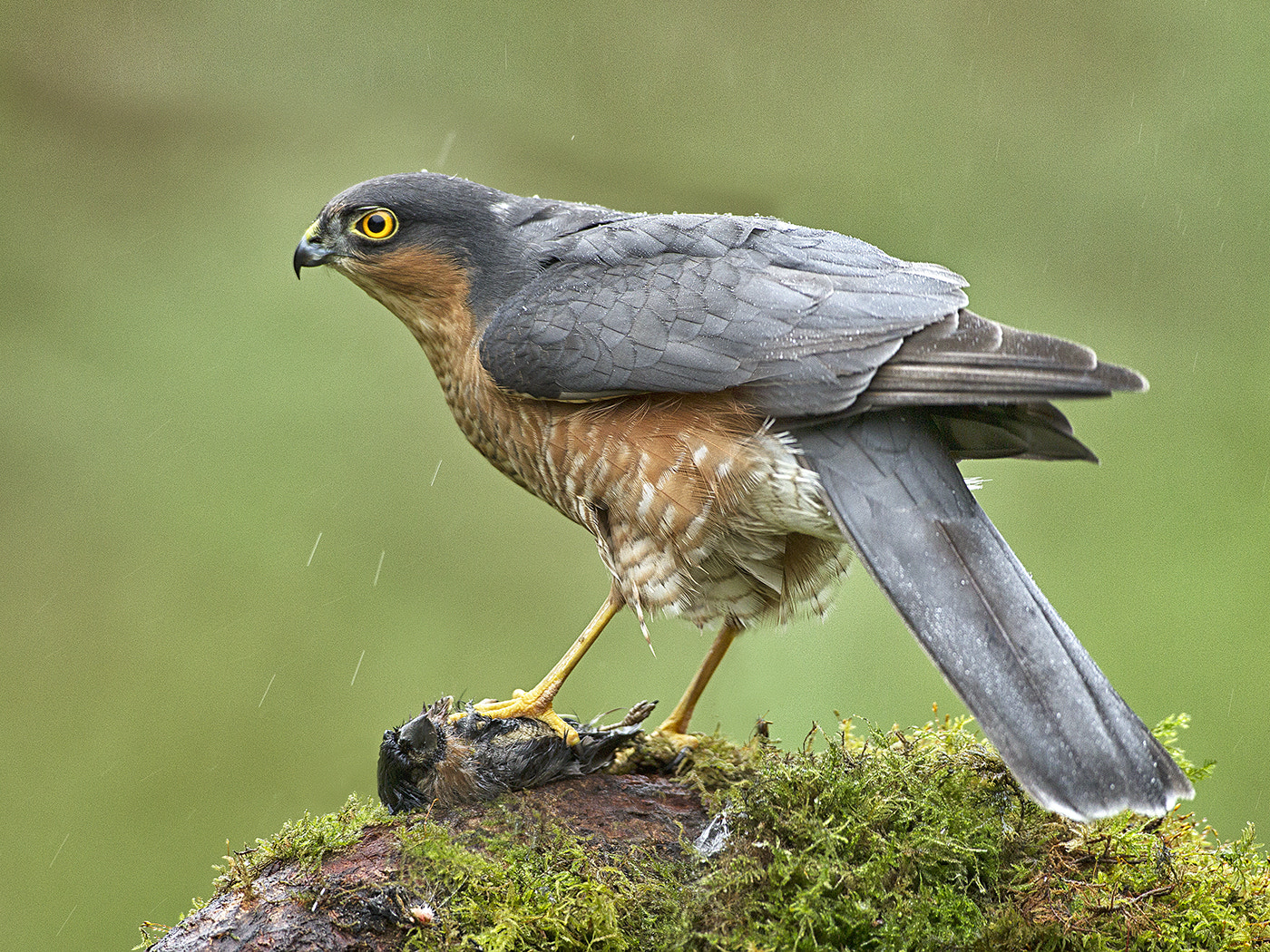 Canon EF 600mm f/4L IS sample photo. Meal in the rain photography