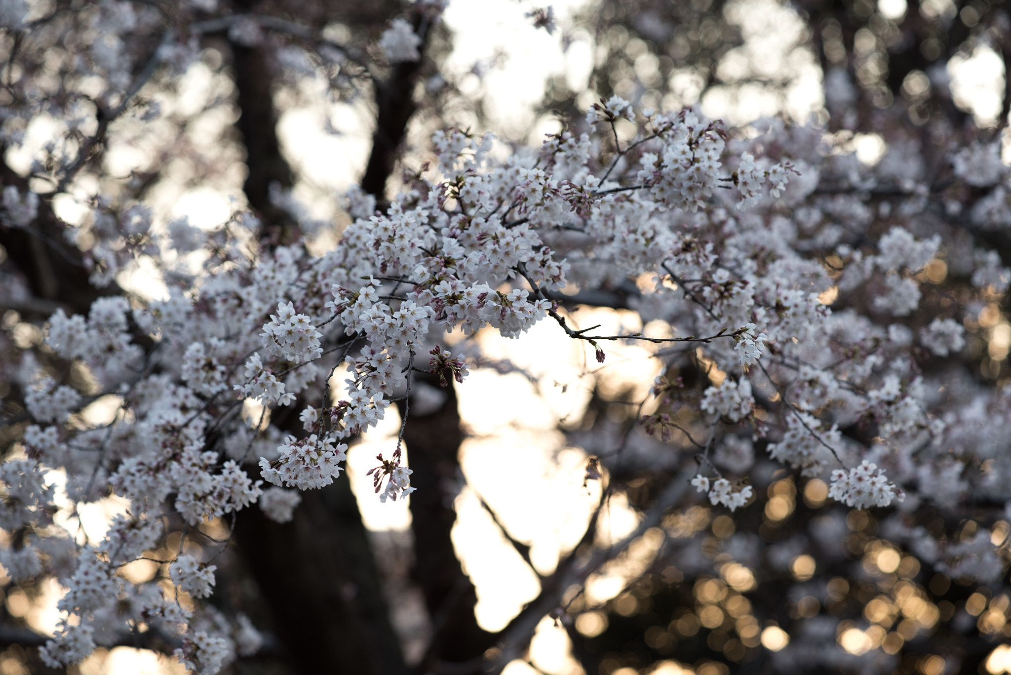 ZEISS Apo Sonnar T* 135mm F2 sample photo. Untitled photography