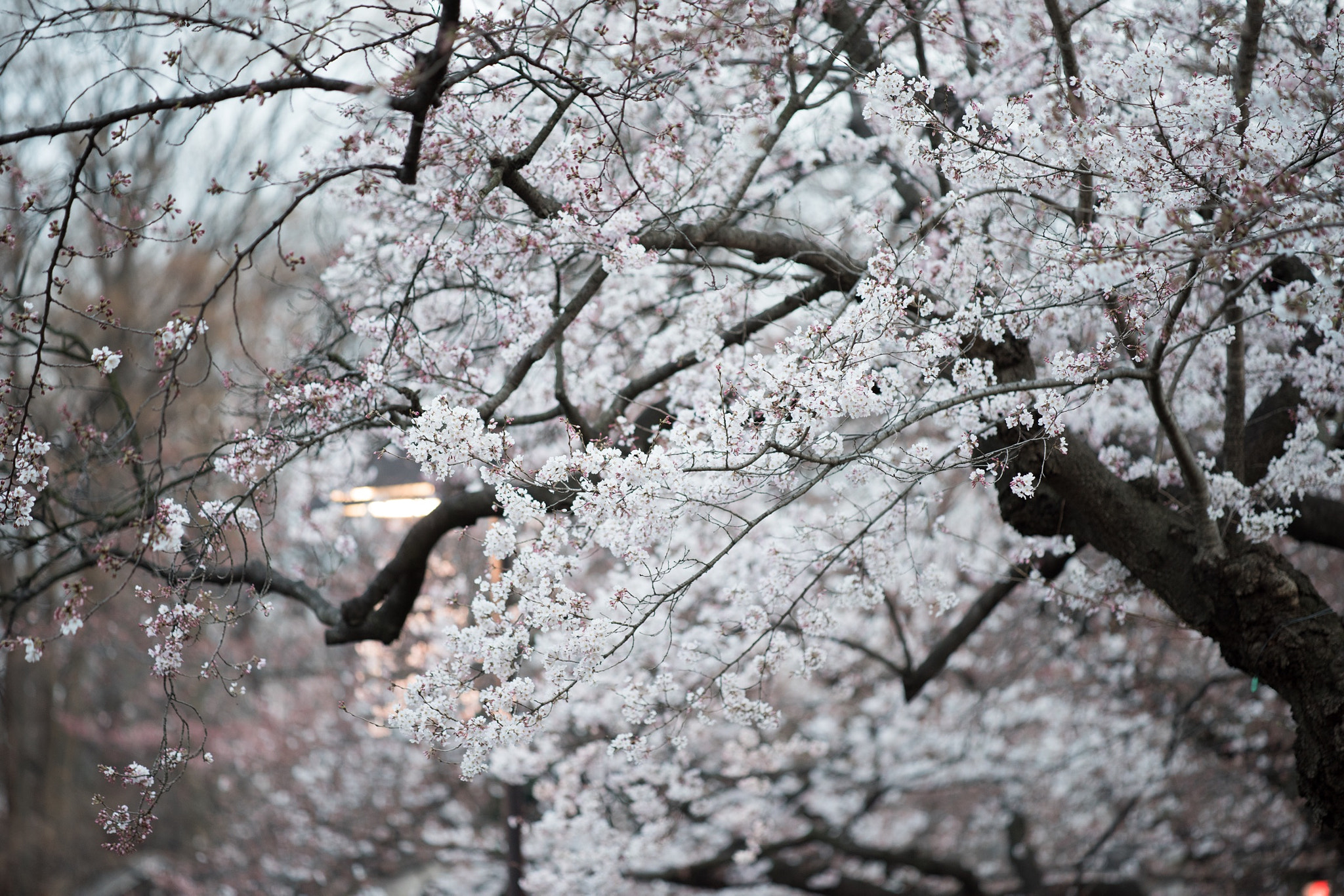 ZEISS Apo Sonnar T* 135mm F2 sample photo