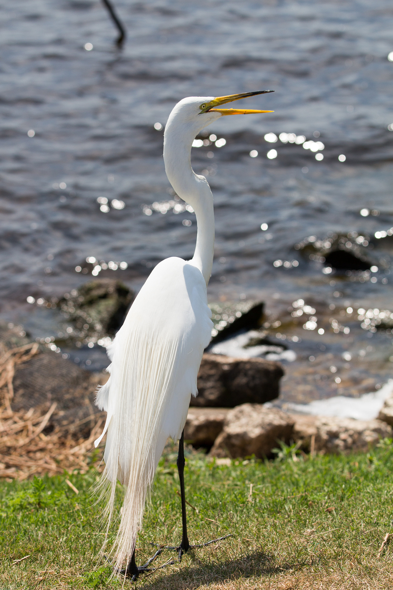 Canon EOS 700D (EOS Rebel T5i / EOS Kiss X7i) + Canon EF 70-200mm F2.8L IS II USM sample photo. Egret photography
