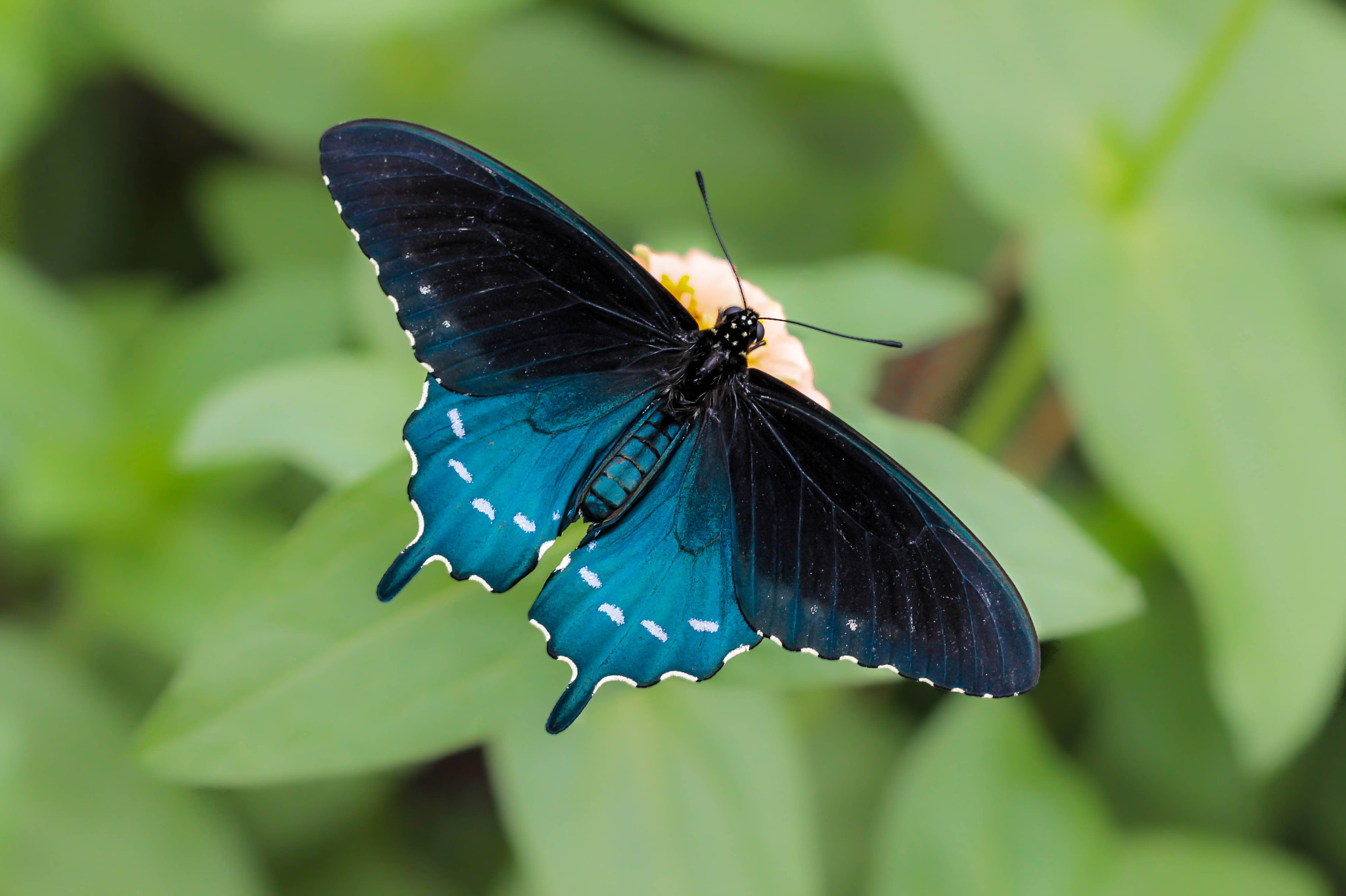 Canon EF 100mm F2.8 Macro USM sample photo. Butterfly - i photography