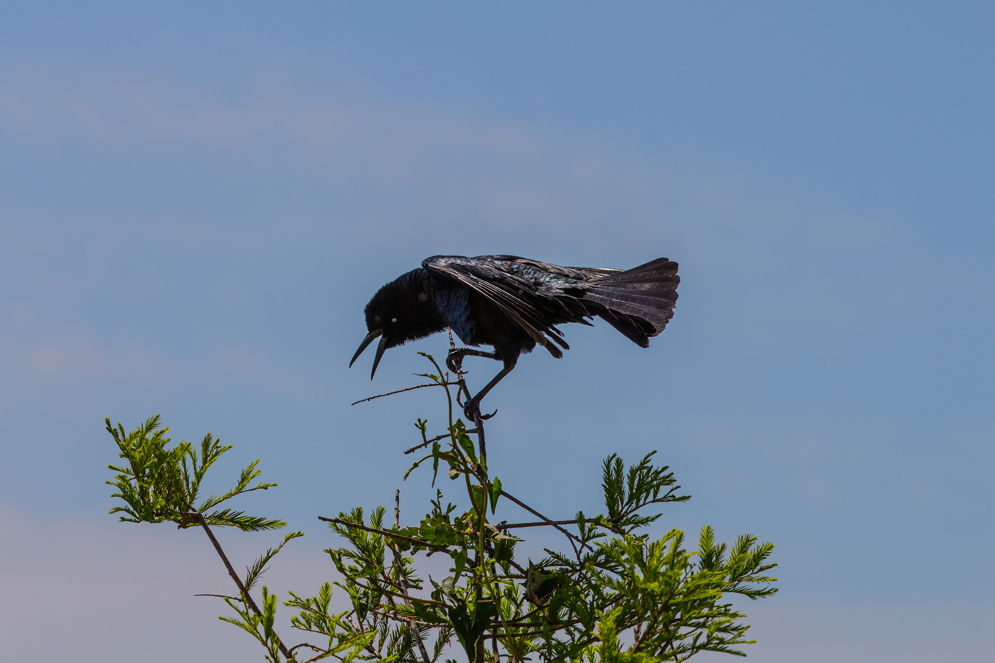 Canon EF 70-200mm F2.8L IS II USM sample photo. Great-tailed grackle photography