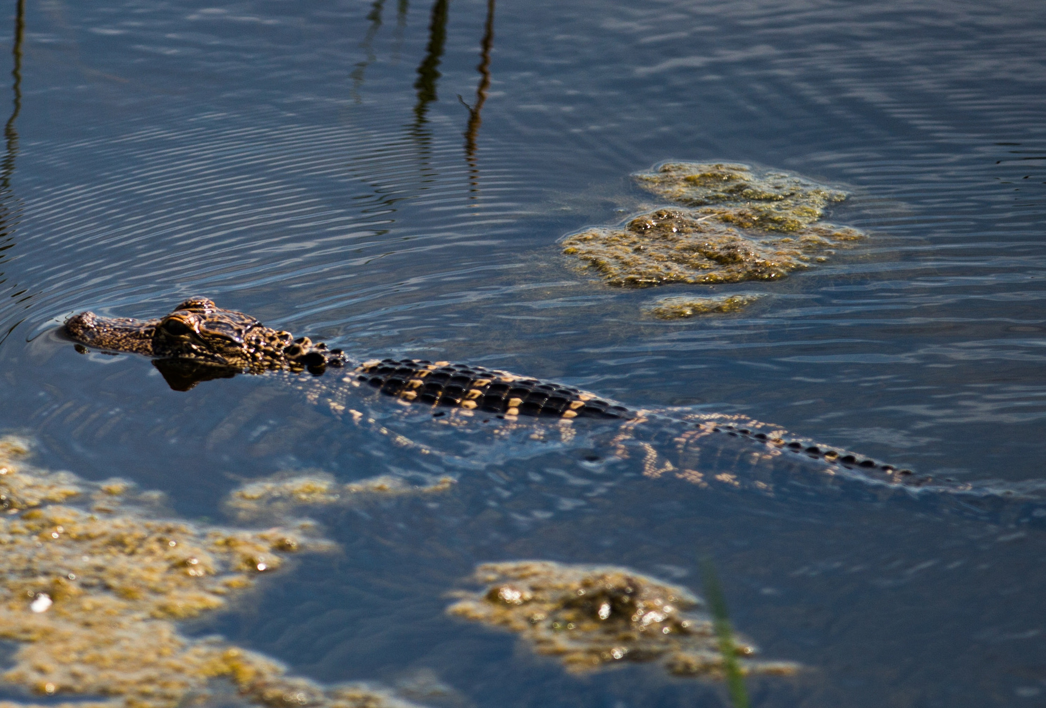 Canon EOS 700D (EOS Rebel T5i / EOS Kiss X7i) + Canon EF 70-200mm F2.8L IS II USM sample photo. Baby gator photography