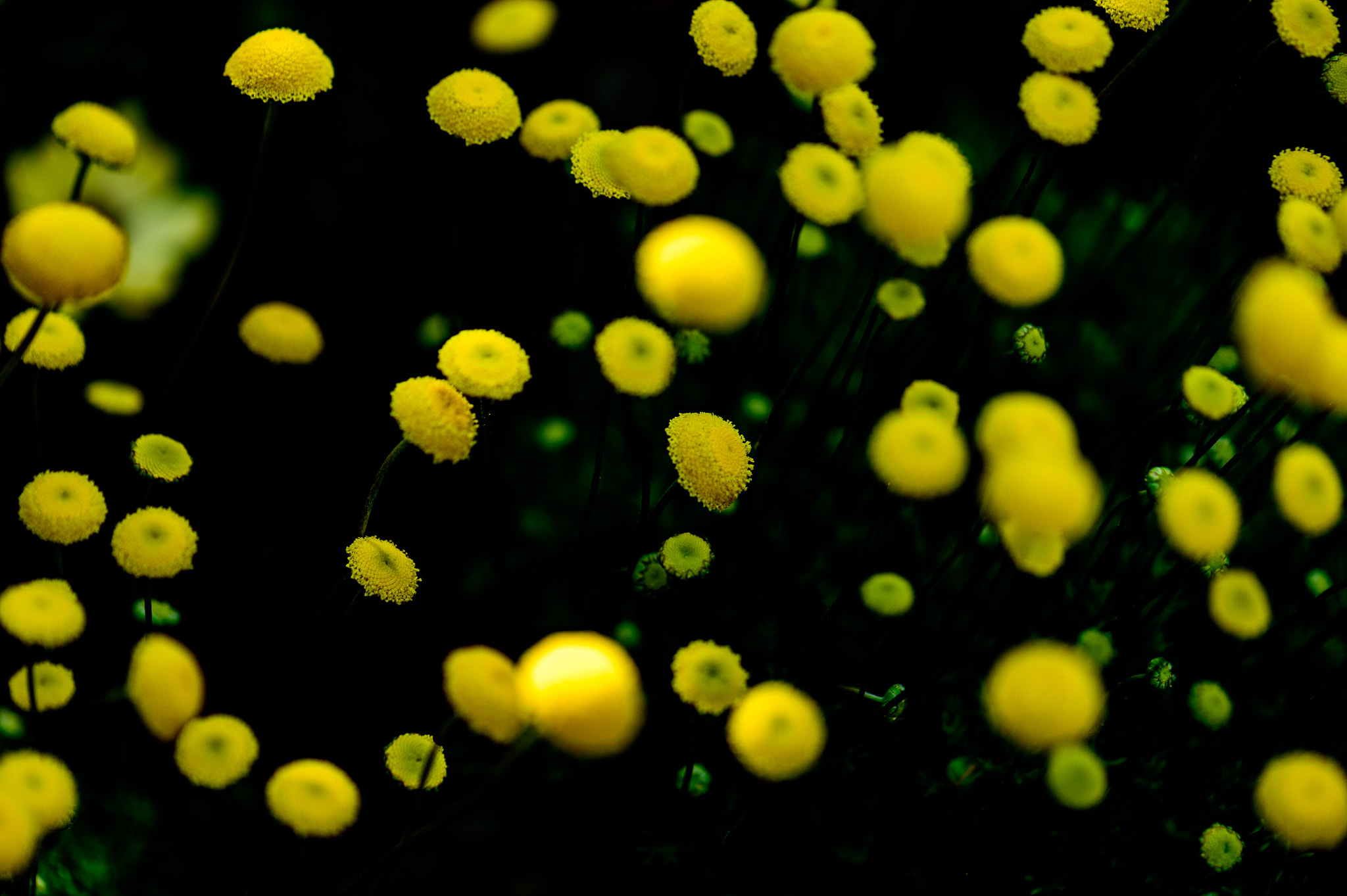 Nikon Df sample photo. Yellow microcosm photography