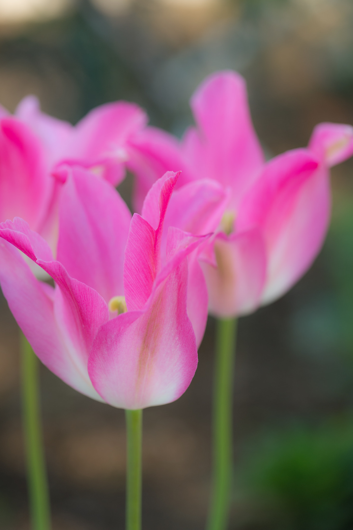 Nikon Df sample photo. Last tulip photography