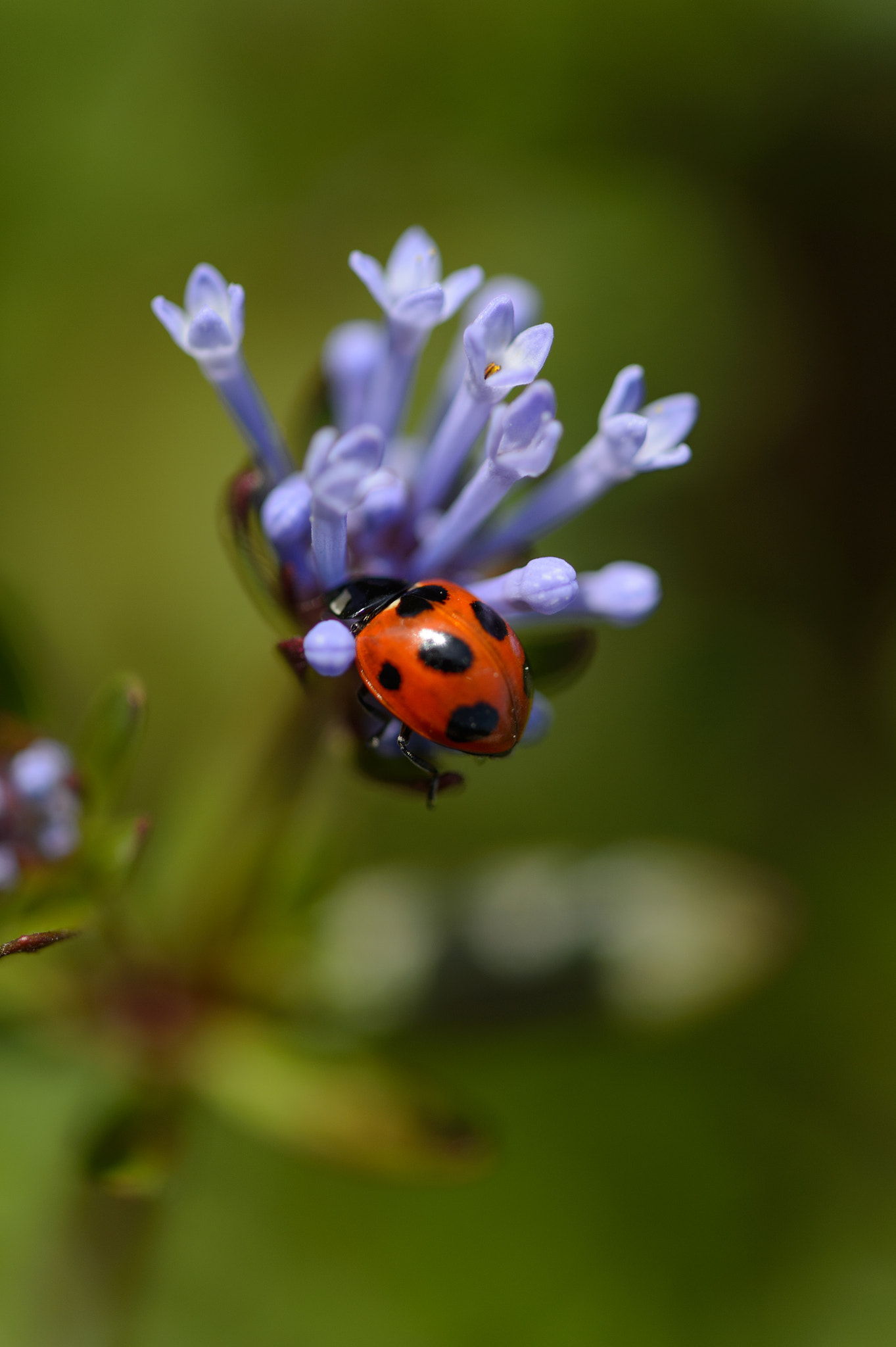 Nikon Df sample photo. Ladybug ( seven star ) photography