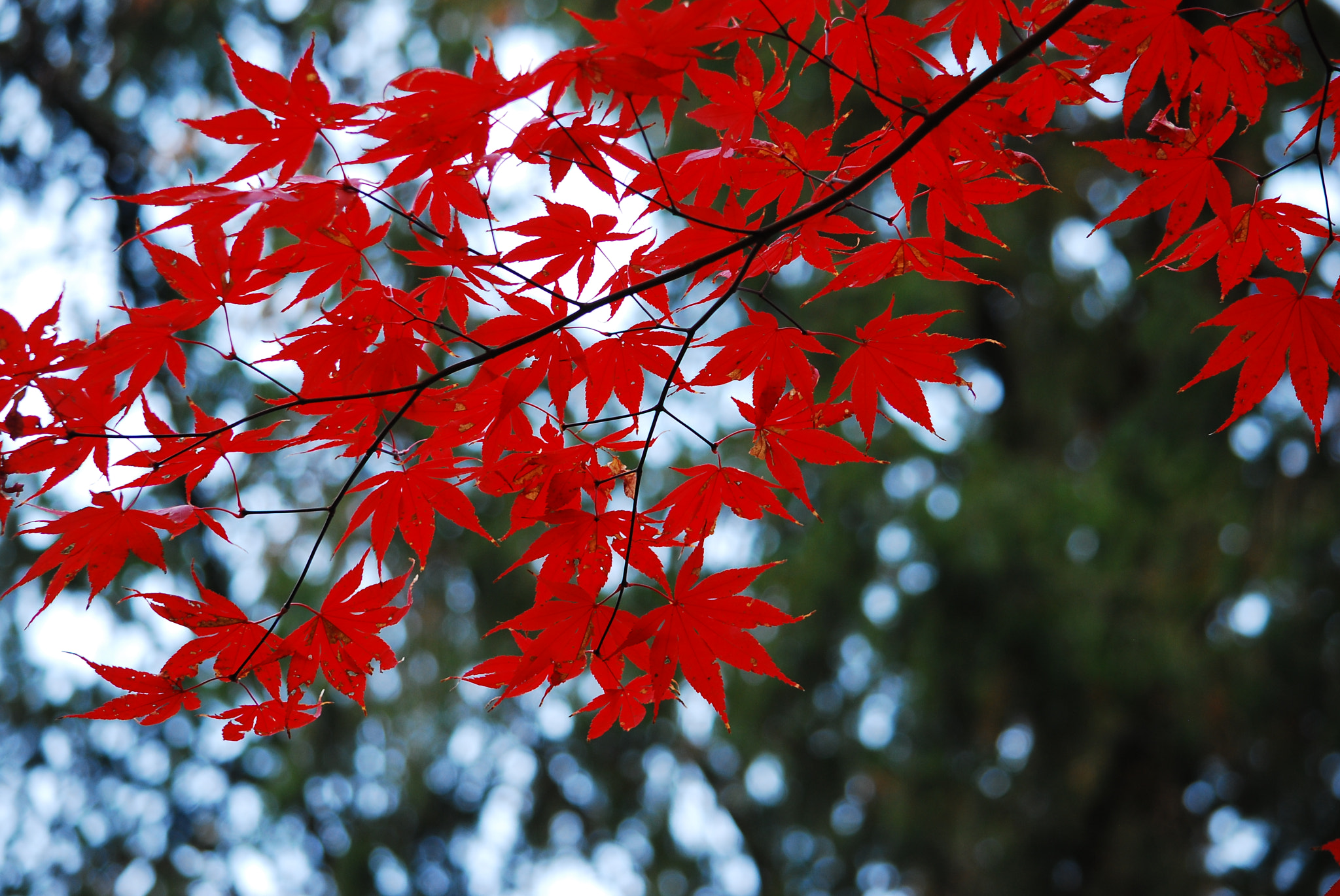 Nikon D80 sample photo. Japanese red maple photography