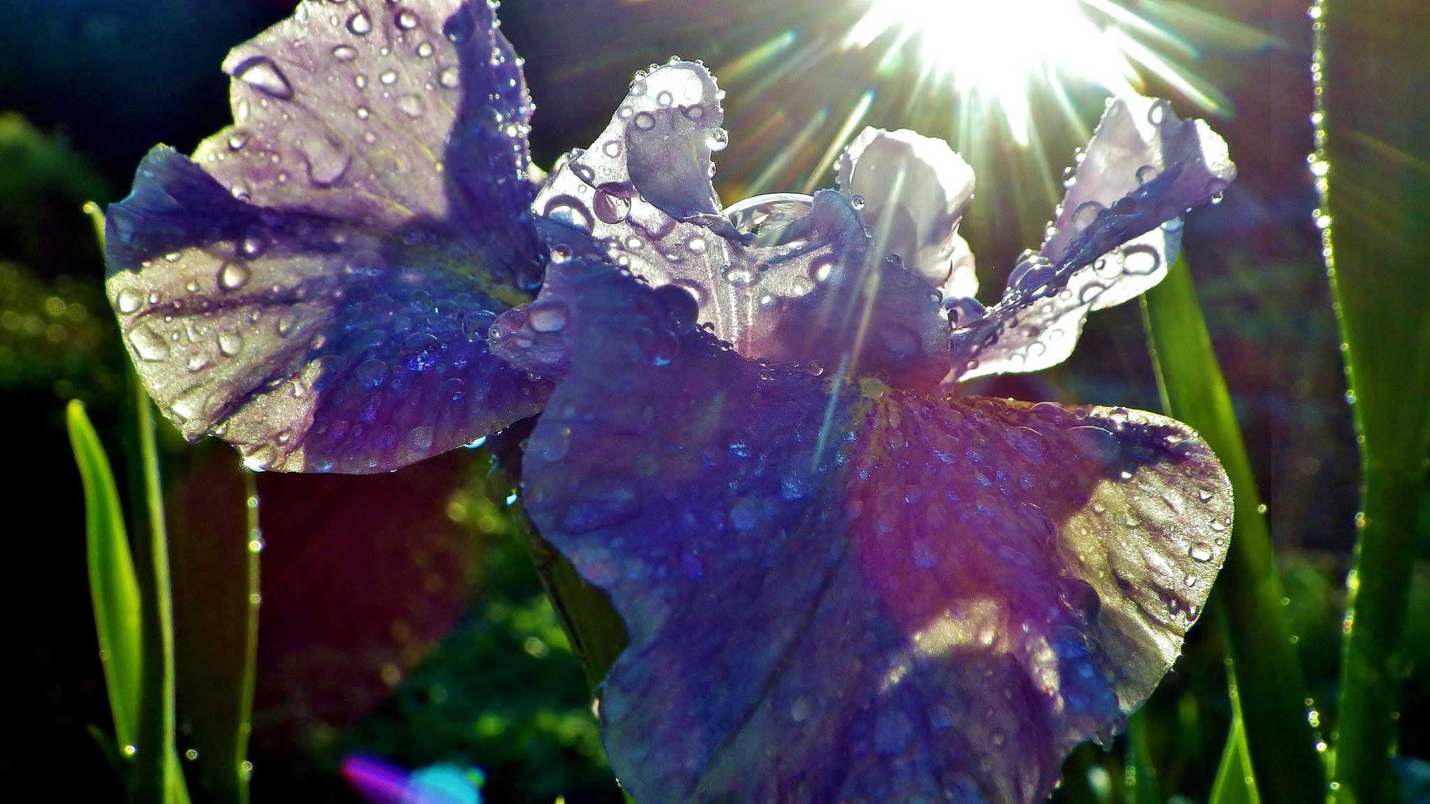 Pentax Optio WG-2 sample photo. Morning sunrays and droplet covered iris blooms photography