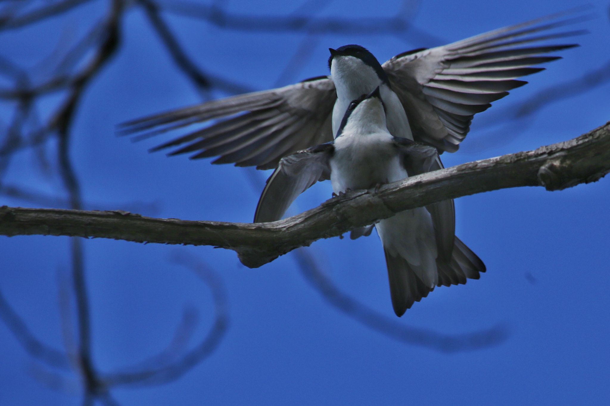 Canon EF 70-300mm F4-5.6 IS USM sample photo