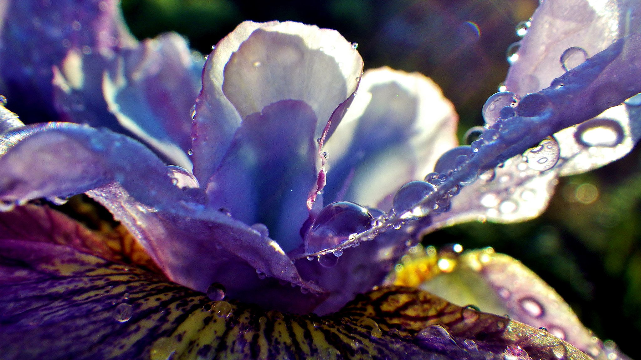 Pentax Optio WG-2 sample photo. Droplet covered iris flower photography