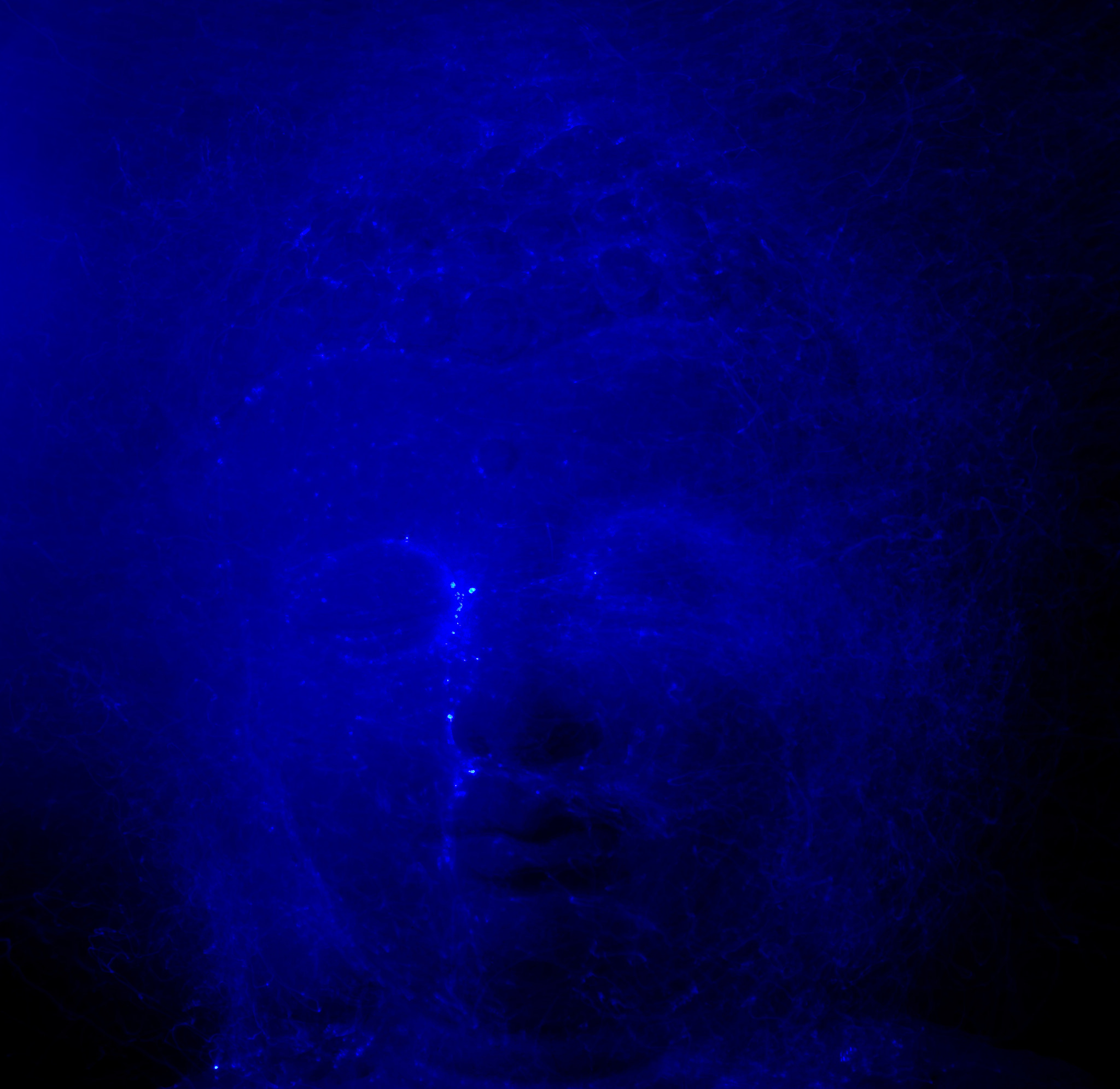 AF Zoom-Nikkor 24-50mm f/3.3-4.5 sample photo. Blue in the face photography