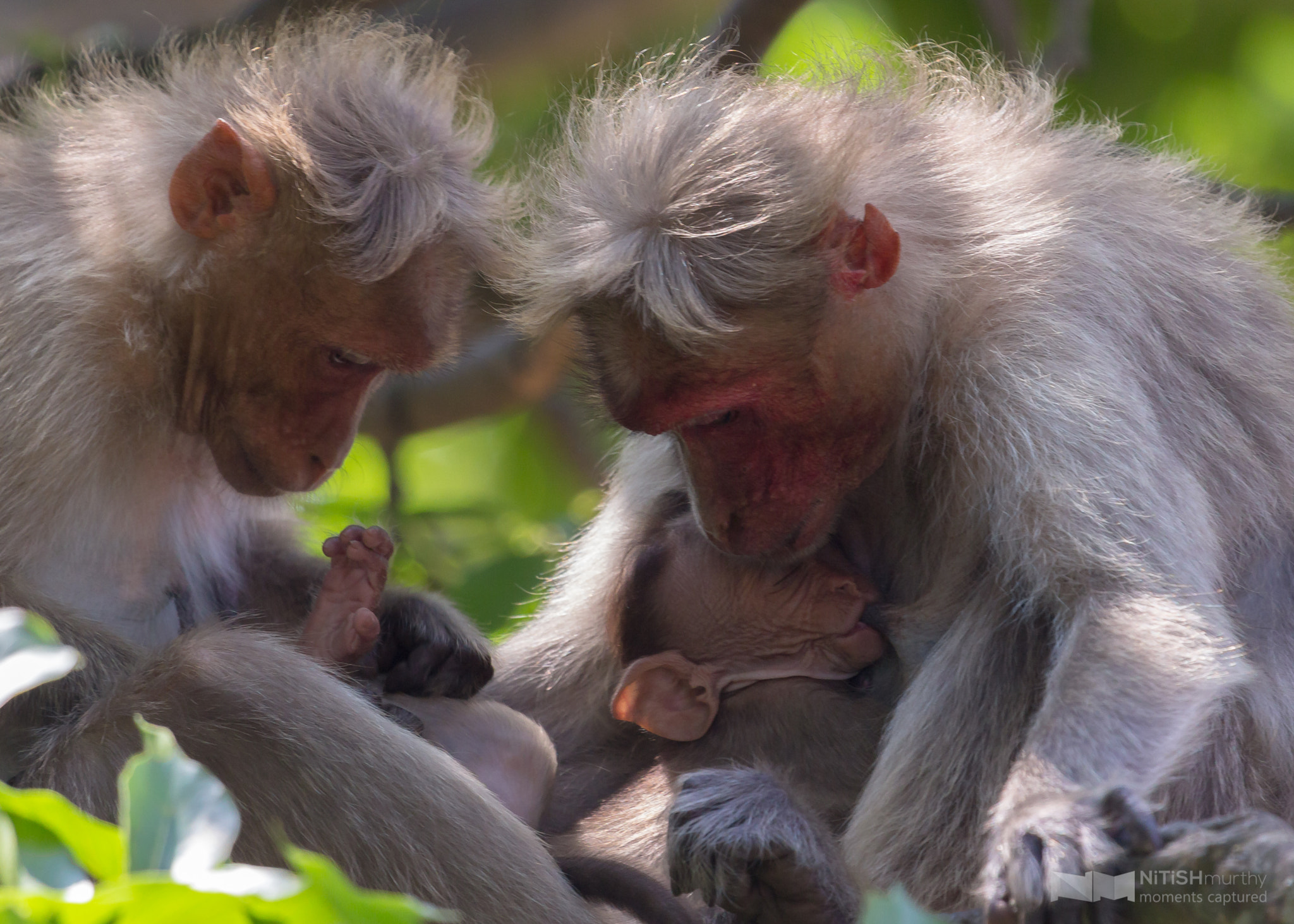 Canon EF 100-400mm F4.5-5.6L IS USM sample photo. The mother nursing it's baby photography