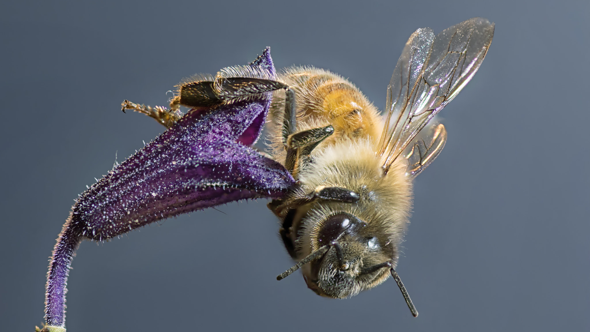 Tamron SP AF 90mm F2.8 Di Macro sample photo. Bee photography