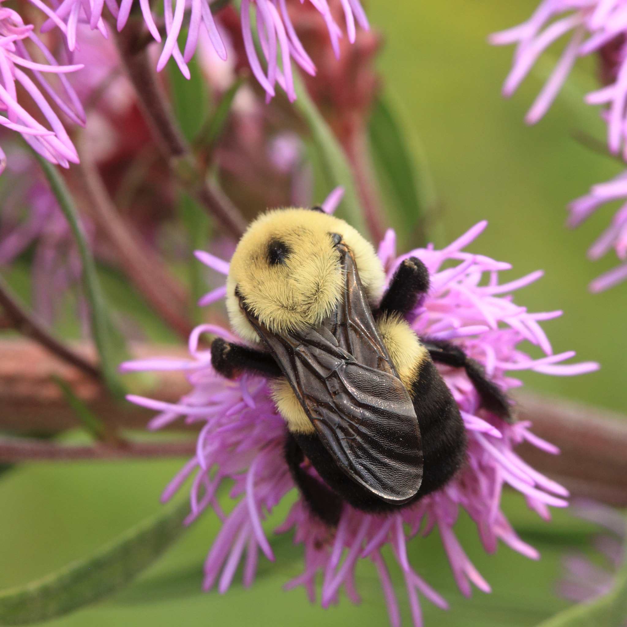 Canon EF 100mm F2.8 Macro USM sample photo. Carpenter bee photography