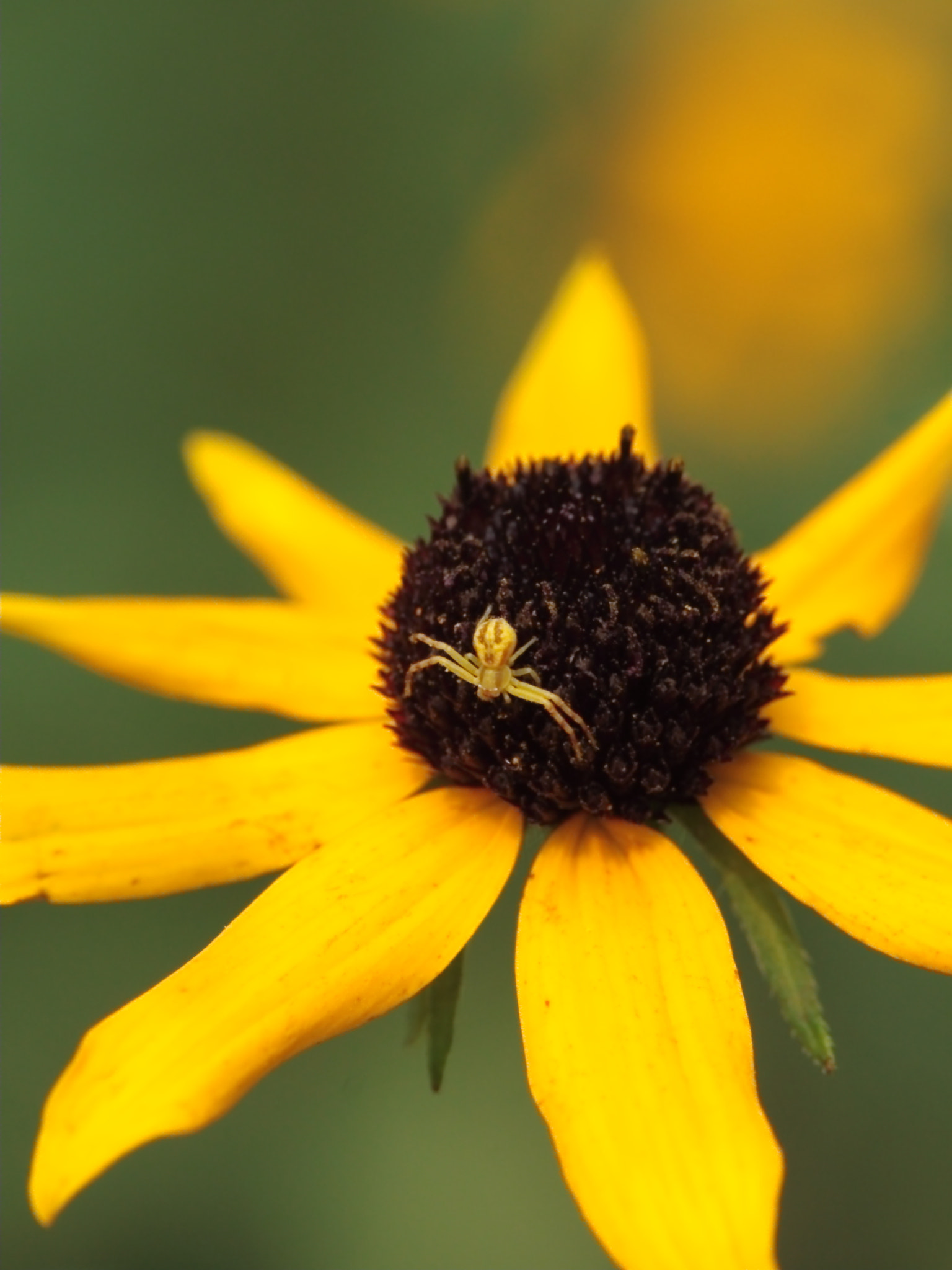 Canon EF 100mm F2.8 Macro USM sample photo. Camouflage photography
