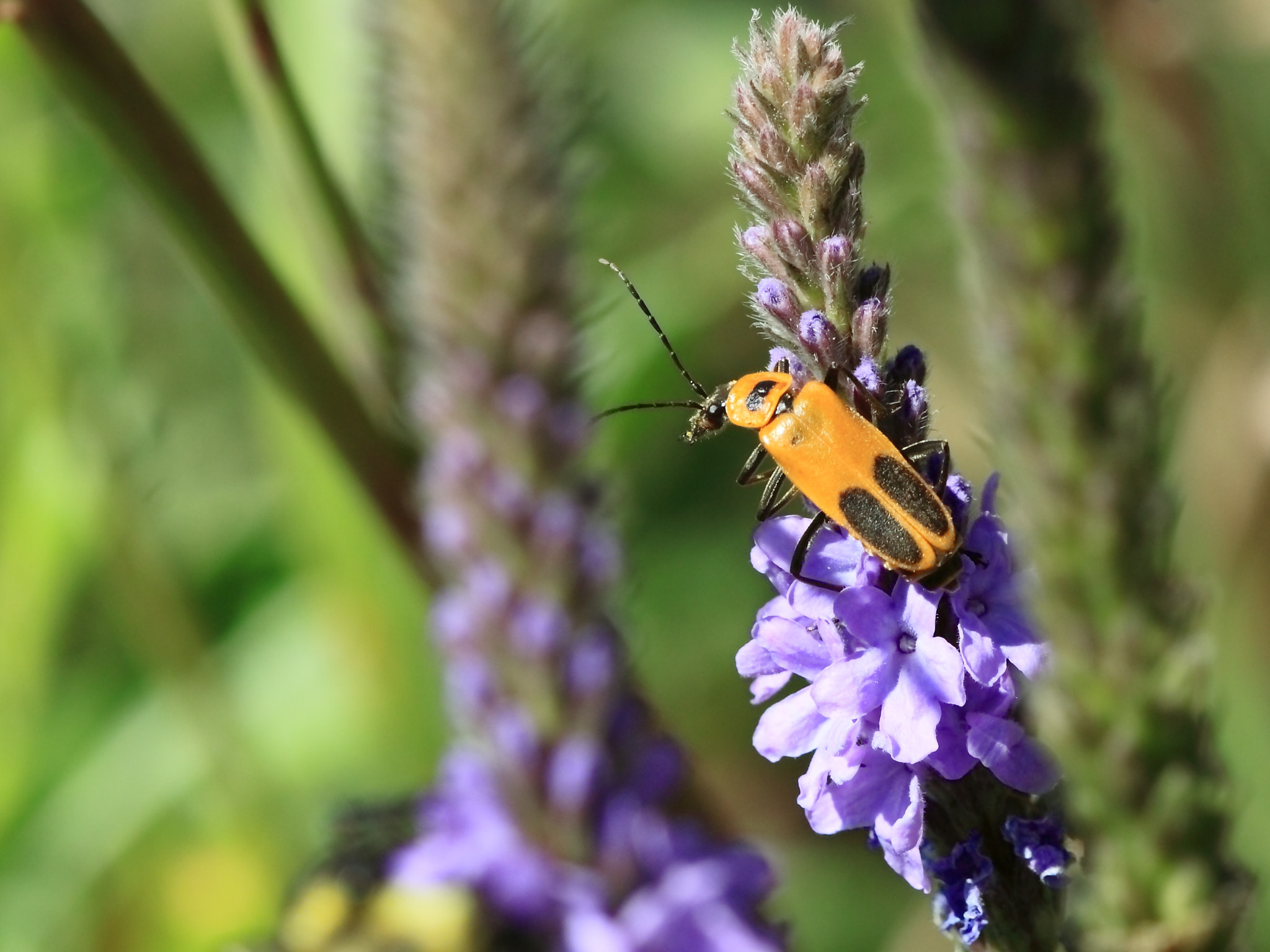 Canon EF 100mm F2.8 Macro USM sample photo. Perspective photography