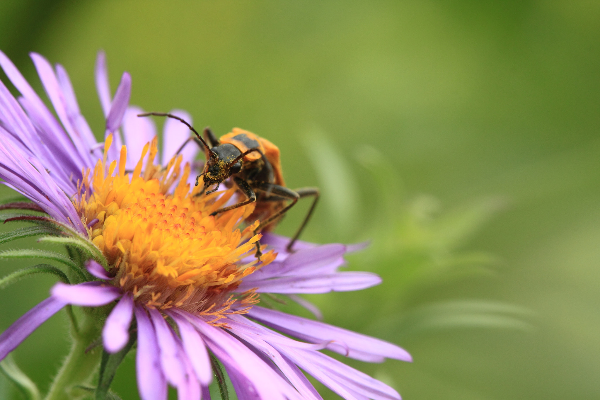 Canon EF 100mm F2.8 Macro USM sample photo. A bug's lunch photography