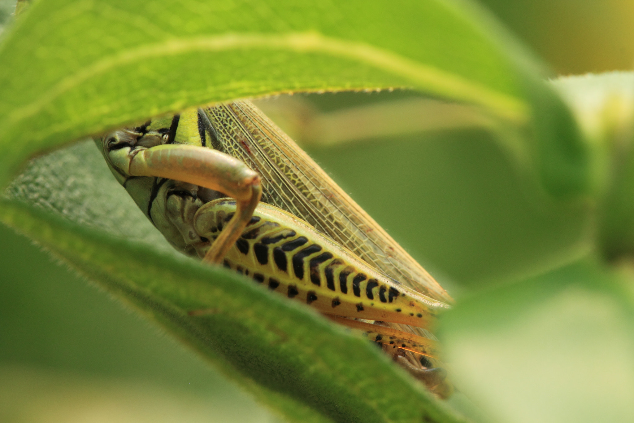 Canon EF 100mm F2.8 Macro USM sample photo. Jumper photography